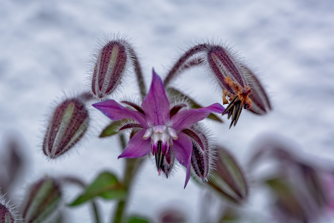 Perennial Plants - The Eco-friendly Choice for Gardeners